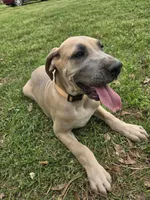 Lillian, a male Great Dane for sale in Ridgeville, SC – Photo 1 of 8