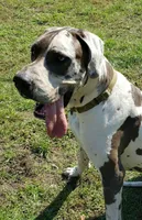 Lillian, a male Great Dane for sale in Ridgeville, SC – Photo 5 of 8
