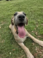 Lillian, a male Great Dane for sale in Ridgeville, SC – Photo 2 of 8