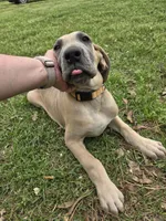 Lillian, a male Great Dane for sale in Ridgeville, SC – Photo 4 of 8