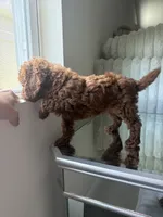 Brown, a male Poodle - Toy  for sale in Winter Haven, FL – 2 of 7