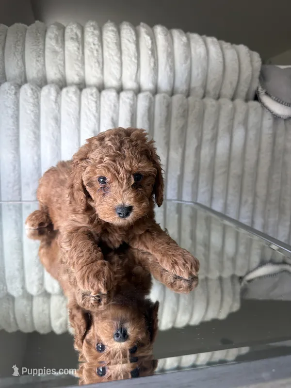 Blue – Poodle - Toy  puppy for sale in Winter Haven, FL