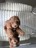 Blue, a male Poodle - Toy  for sale in Winter Haven, FL – 1 of 6