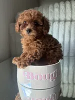 Tea Cup Teal, a male Poodle - Toy  for sale in Winter Haven, FL – 7 of 8