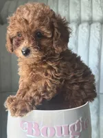 Tea Cup Teal, a male Poodle - Toy  for sale in Winter Haven, FL – 1 of 8