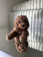 Blue, a male Poodle - Toy  for sale in Winter Haven, FL – 6 of 6