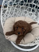 Brown, a male Poodle - Toy  for sale in Winter Haven, FL – 5 of 7
