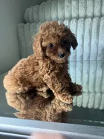 Tea Cup Teal, a male Poodle - Toy  for sale in Winter Haven, FL – 5 of 8
