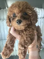 Tea Cup Teal, a male Poodle - Toy  for sale in Winter Haven, FL – 2 of 8