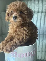 Tea Cup Teal, a male Poodle - Toy  for sale in Winter Haven, FL – 6 of 8