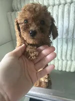 Tea Cup Teal, a male Poodle - Toy  for sale in Winter Haven, FL – 4 of 8
