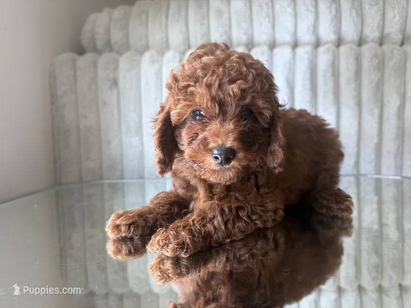 Brown – Poodle - Toy  puppy for sale in Winter Haven, FL