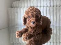 Brown, a male Poodle - Toy  for sale in Winter Haven, FL – 1 of 7