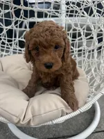 Blue, a male Poodle - Toy  for sale in Winter Haven, FL – 2 of 6