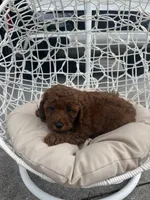 Brown, a male Poodle - Toy  for sale in Winter Haven, FL – 4 of 7