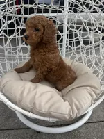 Blue, a male Poodle - Toy  for sale in Winter Haven, FL – 4 of 6