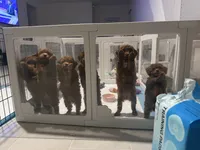 Brown, a male Poodle - Toy  for sale in Winter Haven, FL – 7 of 7
