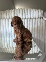 Brown, a male Poodle - Toy  for sale in Winter Haven, FL – 3 of 7