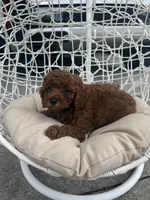 Brown, a male Poodle - Toy  for sale in Winter Haven, FL – 6 of 7