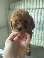 Tea Cup Teal, a male Poodle - Toy  for sale in Winter Haven, FL – 3 of 8