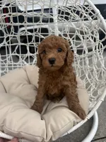 Blue, a male Poodle - Toy  for sale in Winter Haven, FL – 5 of 6