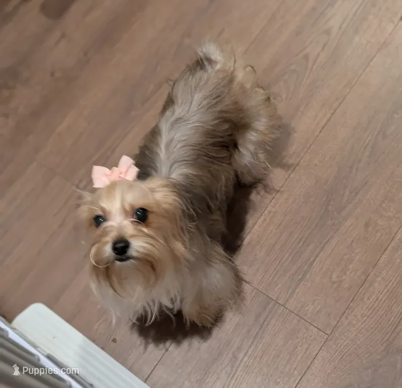 Louise – Yorkshire Terrier puppy for sale in Riverside, CA