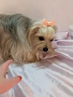 Louise, a female Yorkshire Terrier for sale in Riverside, CA – 3 of 4