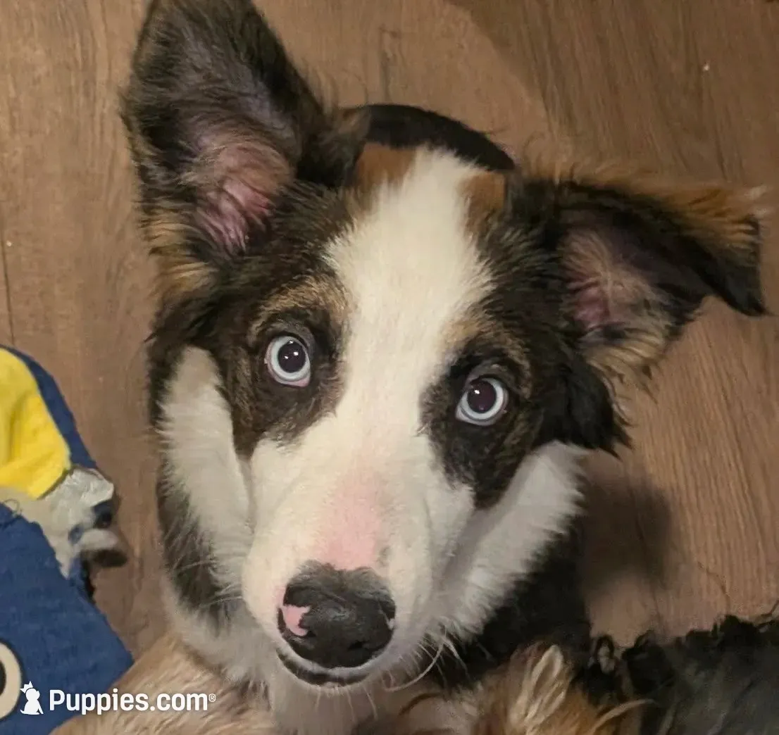 Panda, a male Australian Shepherd for sale in Riverside, CA – 1 of 2