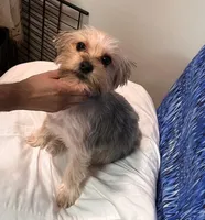 Molly, a female Yorkshire Terrier for sale in Riverside, CA – Photo 2 of 2