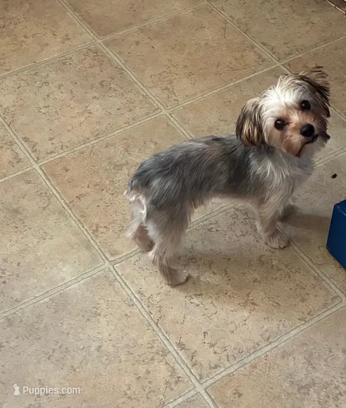 Molly – Yorkshire Terrier puppy for sale in Riverside, CA