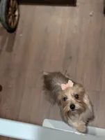 Louise, a female Yorkshire Terrier for sale in Riverside, CA – 4 of 4
