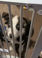 Panda, a male Australian Shepherd for sale in Riverside, CA – 2 of 2