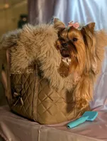 Princess Paris!, a female Yorkshire Terrier for sale in Riverside, CA – Photo 6 of 6