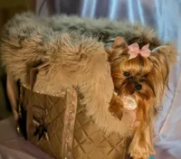 Princess Paris!, a female Yorkshire Terrier for sale in Riverside, CA – Photo 3 of 6