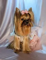 Princess Paris!, a female Yorkshire Terrier for sale in Riverside, CA – Photo 1 of 6