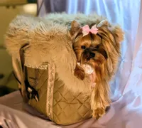 Princess Paris!, a female Yorkshire Terrier for sale in Riverside, CA – Photo 4 of 6