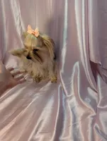 Louise, a female Yorkshire Terrier for sale in Riverside, CA – 2 of 4