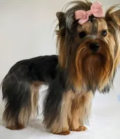 Polly, a female Yorkshire Terrier for sale in Riverside, CA – Photo 3 of 4