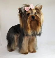 Polly, a female Yorkshire Terrier for sale in Riverside, CA – Photo 2 of 4