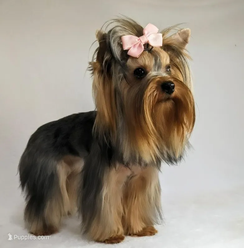 Polly – Yorkshire Terrier puppy for sale in Riverside, CA