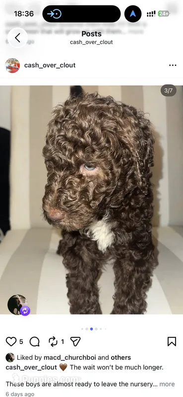 Emerald – Goldendoodle, Labradoodle puppy for sale in Los Angeles, CA