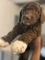 Emerald, a female Goldendoodle and Labradoodle for sale in Los Angeles, CA – 3 of 3
