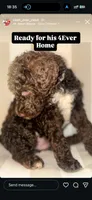 Emerald, a female Goldendoodle and Labradoodle for sale in Los Angeles, CA – 2 of 3