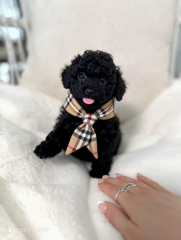 Batman  – Poodle - Toy  puppy for sale in Pompano Beach, FL