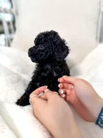 Batman , a male Poodle - Toy  for sale in Pompano Beach, FL – 4 of 6