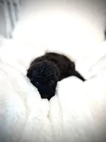 Batman , a male Poodle - Toy  for sale in Pompano Beach, FL – 3 of 6