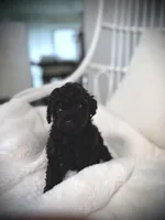 Batman , a male Poodle - Toy  for sale in Pompano Beach, FL – 2 of 6