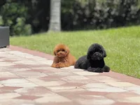 Batman , a male Poodle - Toy  for sale in Pompano Beach, FL – 6 of 6