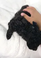 Batman , a male Poodle - Toy  for sale in Pompano Beach, FL – 5 of 6