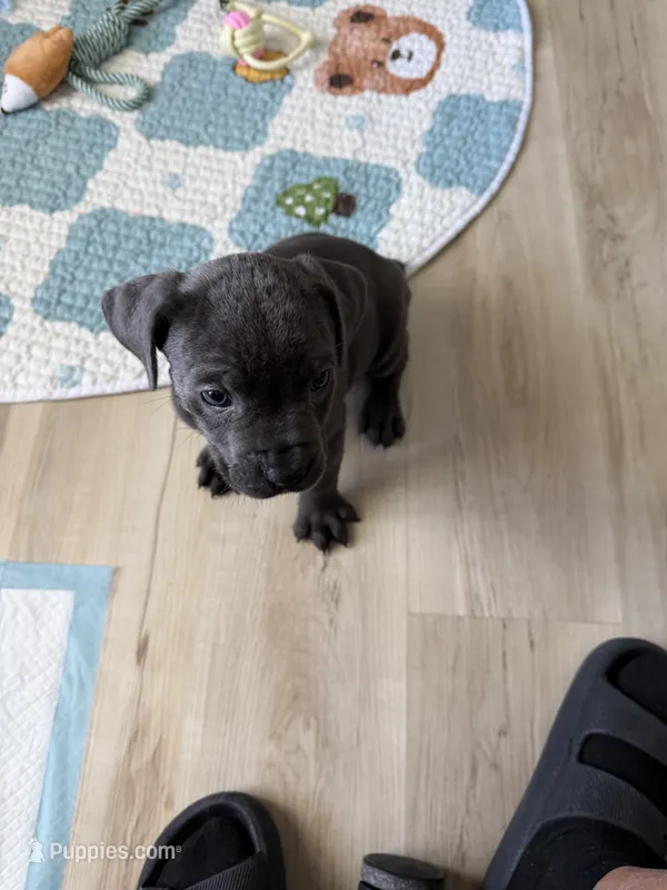 Ashra – Cane Corso puppy for sale in Ocala, FL